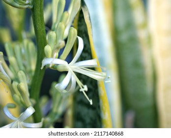 White flower of Dracaena trifasciata plant ,Snake plant ,Saint George's sword ,Mother-in-law's tongue ,viper's bowstring hemp ,Sansevieria trifasciata ,Fully developed and blooming flower cluster