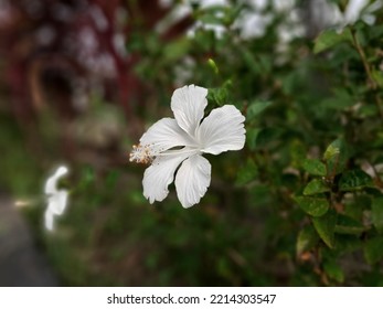 White Flower In Dreamy Look