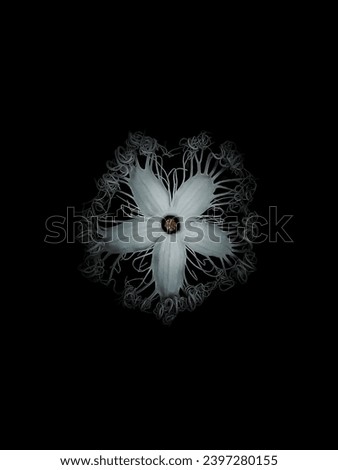 White flower fading in the pure dark background