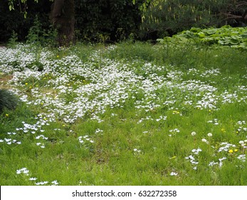 White Flower Field.White Flowers In The Meadow.