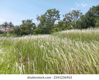 White flower fluff of the blady grass and above the beautiful blue sky - Powered by Shutterstock