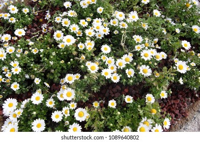 A white flower found while walking on a sunny day