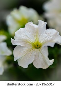 A White Flower At The Garden Road Church's Community Garden In Calgary, Alberta