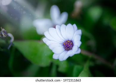 White flower with green blurry background. Close up. Macro. Background separation