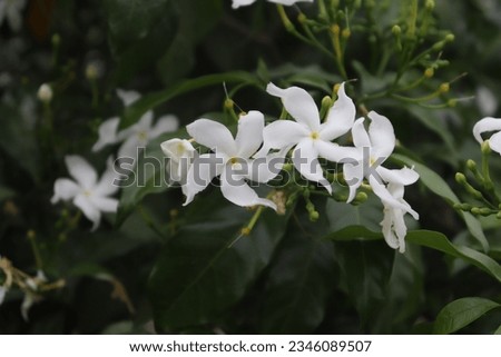 White Flower Green Lives Shiva Chakkra Flowers (Poolu)