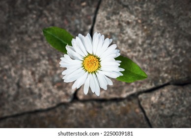 White flower growing in cracked stone, hope life rebirth resilience symbol - Shutterstock ID 2250039181