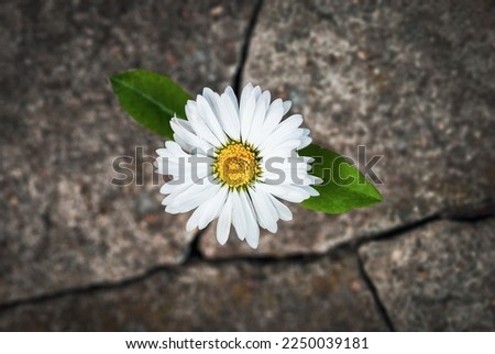 White flower growing in cracked stone, hope life rebirth resilience symbol