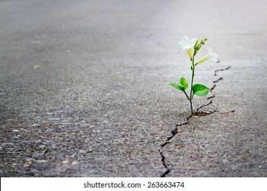 white flower growing on crack street, soft focus, blank text - Shutterstock ID 263663474