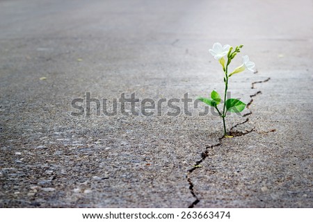 white flower growing on crack street, soft focus, blank text