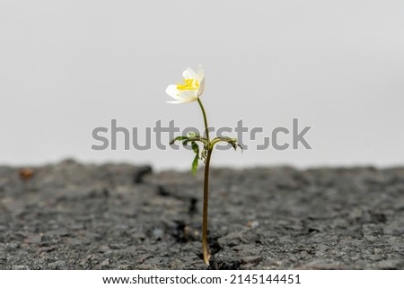 A white flower grows from a crack in the asphalt on a neutral light background, perspective, place for text, close-up, selective focus 1.