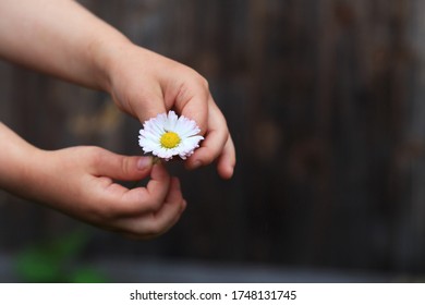 White flower in the hands of a child on a dark background. Chamomile in children's hands - Shutterstock ID 1748131745