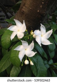 White Flower Of Hawaiian Gardenia At My Front Yard.