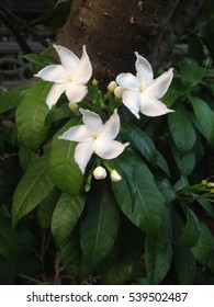 White Flower Of Hawaiian Gardenia At My Front Yard.