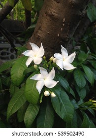 White Flower Of Hawaiian Gardenia At My Front Yard.