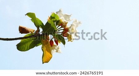 White flower of Herald's Trumpet, Easter Lily Vine