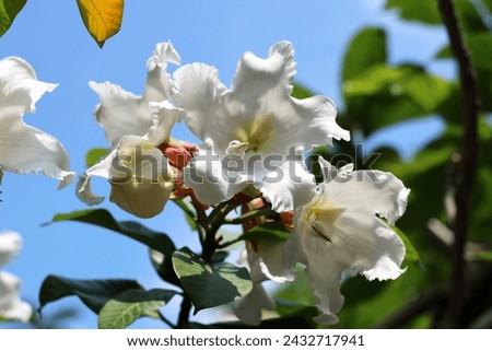 White flower of Herald's Trumpet, Easter Lily Vine