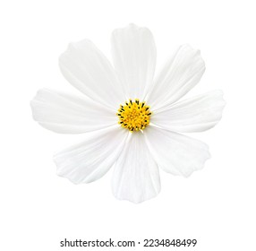 A white flower сosmos highlighted on a white background. Copy space - Powered by Shutterstock