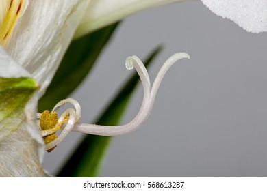 White flower Hosta in the garden in summer - Shutterstock ID 568613287