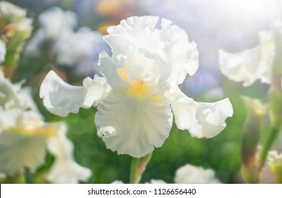 White flower Iris flowering against a background of flowers. Nature.