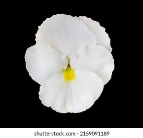 White flower isolated on black background. Pansies