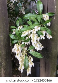 White Flower In Japan - Lily Of The Valley Shrub