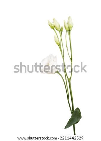 White Flower  lihiantus isolated on white