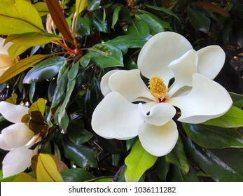 white flower of magnolia in close up