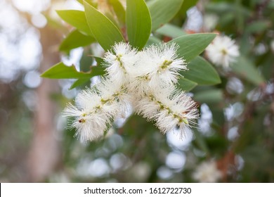 White Flower Of Melaleuca Cajuputi Powell, Cajuput Tree, Paper Bark Tree Or Swamp Tea Tree With Sunlight On Blur Nature Background. 