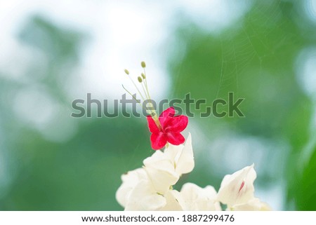 Similar – Image, Stock Photo Cosmea blossoms in late evening light, vintage mood, flowers