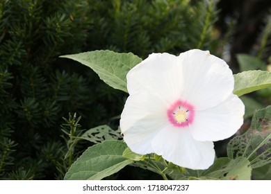 White Flower Near Old North Bridge