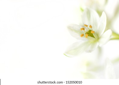 White Flower On A White Background