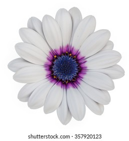 White flower on white background