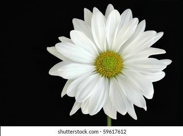 White Flower On Black Background