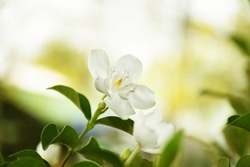White Flower On Blurred Background For Background, White Gardenia Flower.