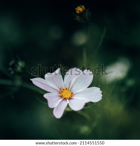 Similar – close up of a flower with white and pink petals of helipterum roseum