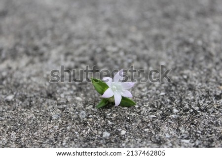 Similar – solitary flower Flower