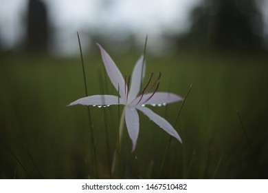 White Flower On Flood Plain In Arnhem Land , Australia