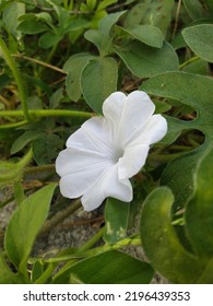 White Flower On The Road Side Of My Village