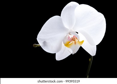 White flower of orchid on isolated black background