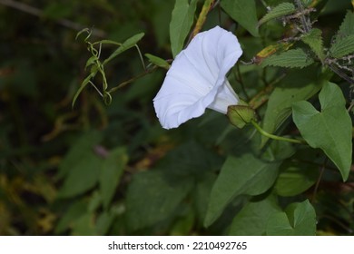 White Flower In Overgrown Grass