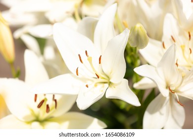 白百合 の写真素材 画像 写真 Shutterstock