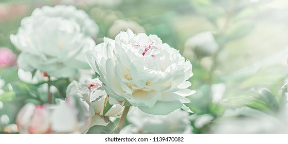 White flower peony flowering on background white peonies flowers. Nature. - Powered by Shutterstock - Get 15% off with code: PIKWIZARD15