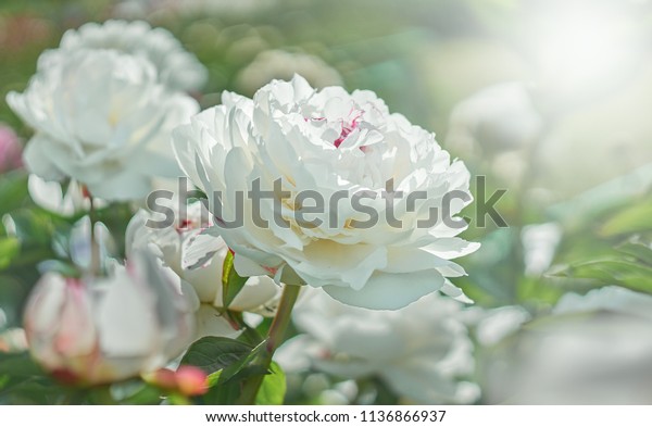 白い牡丹の花を背景に白い花が咲く 自然 の写真素材 今すぐ編集