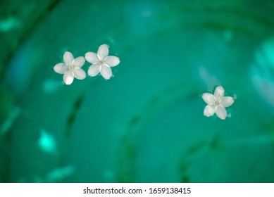 White Flower Petals Floating On The Water