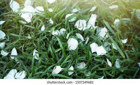 White Flower Petals On The Rigid Grass. The Concept Of Lost Innocence