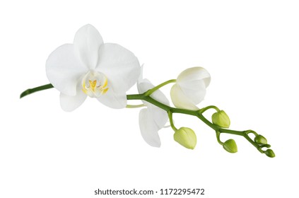 White flower of a phalaenopsis orchid with several buds on a branch, isolated on a white background