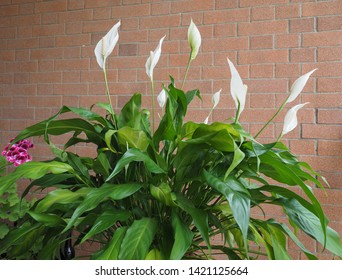 White Flower Of Plant Spathiphyllum (aka Spath Or Peace Lilies)