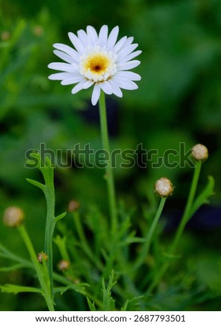 white flower pollen petas patterns in nature