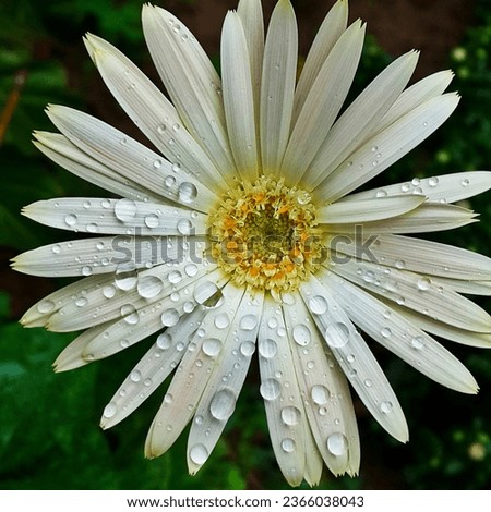 white flower , rain drops on the gerbera flowers