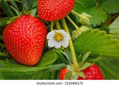 White flower with Red strawberry berries on strawberry field, close up. Summer gardening background. - Shutterstock ID 2165406175